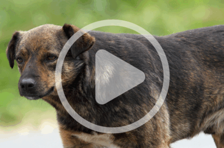 Preventing Poultry Predation from Domestic Canines and Felines Image